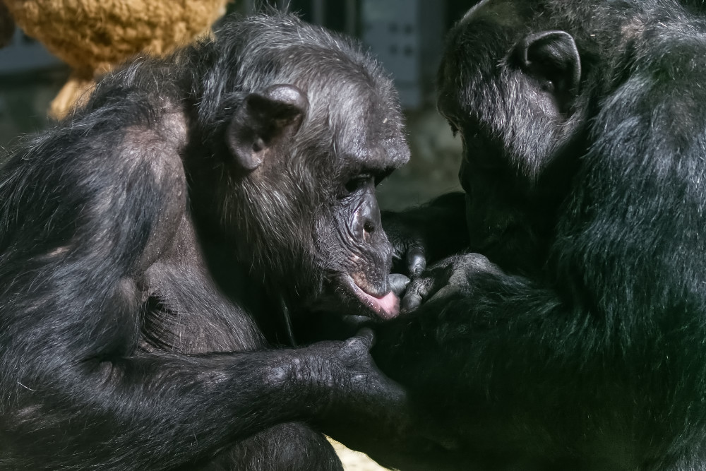 Chimpansee 