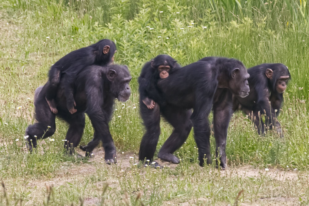 Chimpansee 