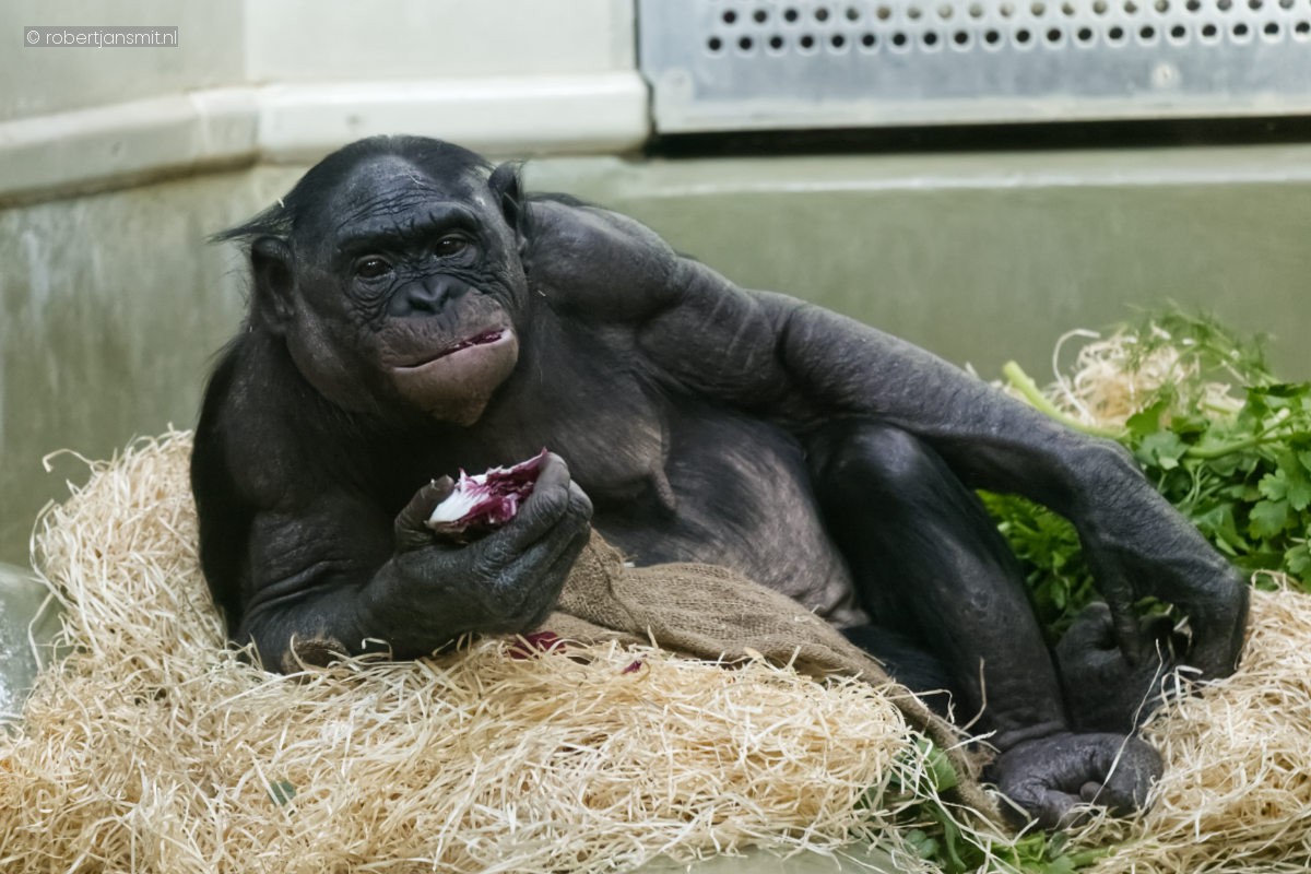 Foto van Chimpansee (Pan troglodytes) in Zoo Berlin