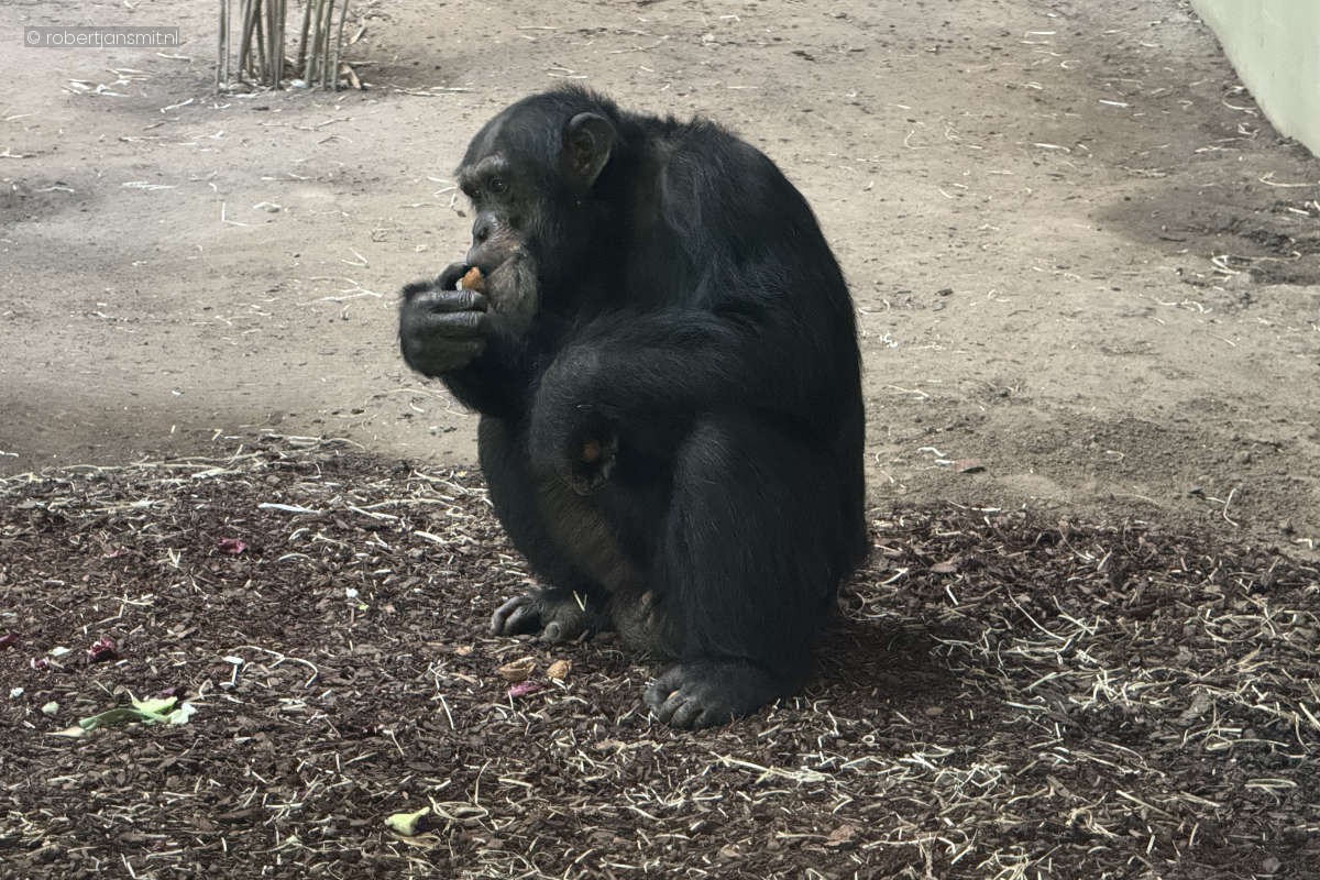 Foto van Chimpansee (Pan troglodytes) in Zoo Krefeld