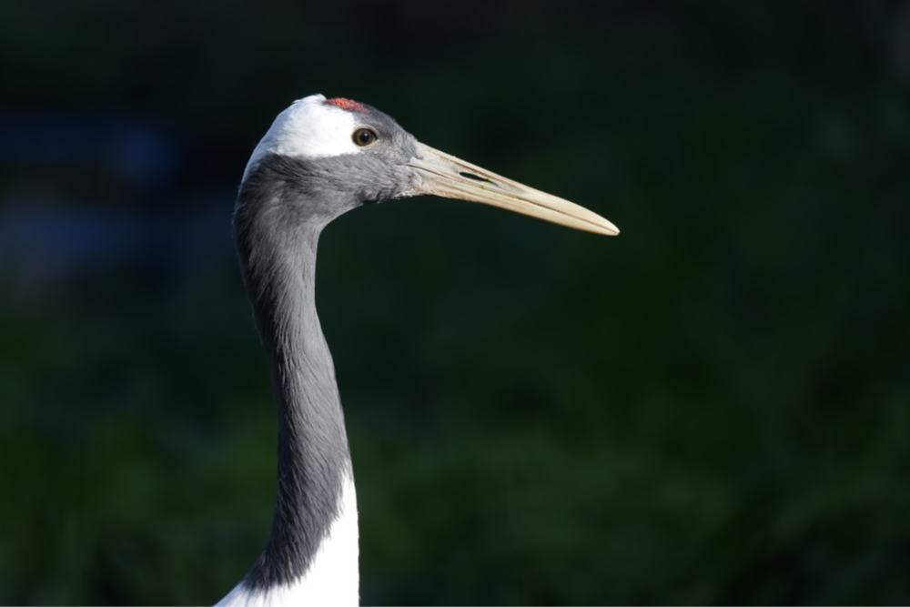 Chinese kraanvogel 