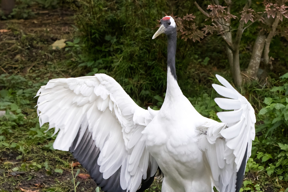 Chinese kraanvogel 