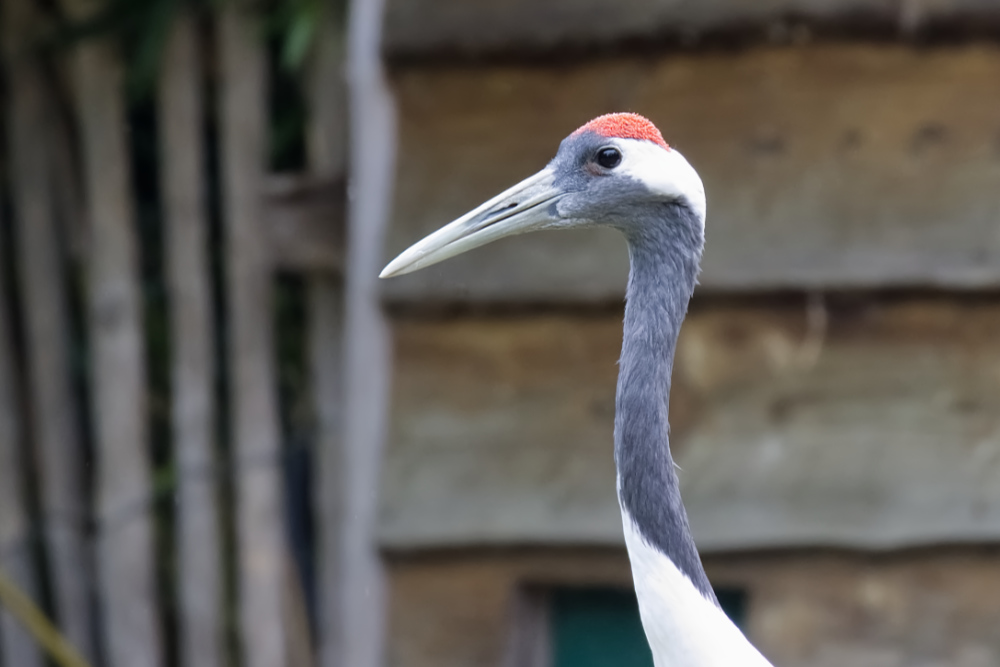 Chinese kraanvogel 