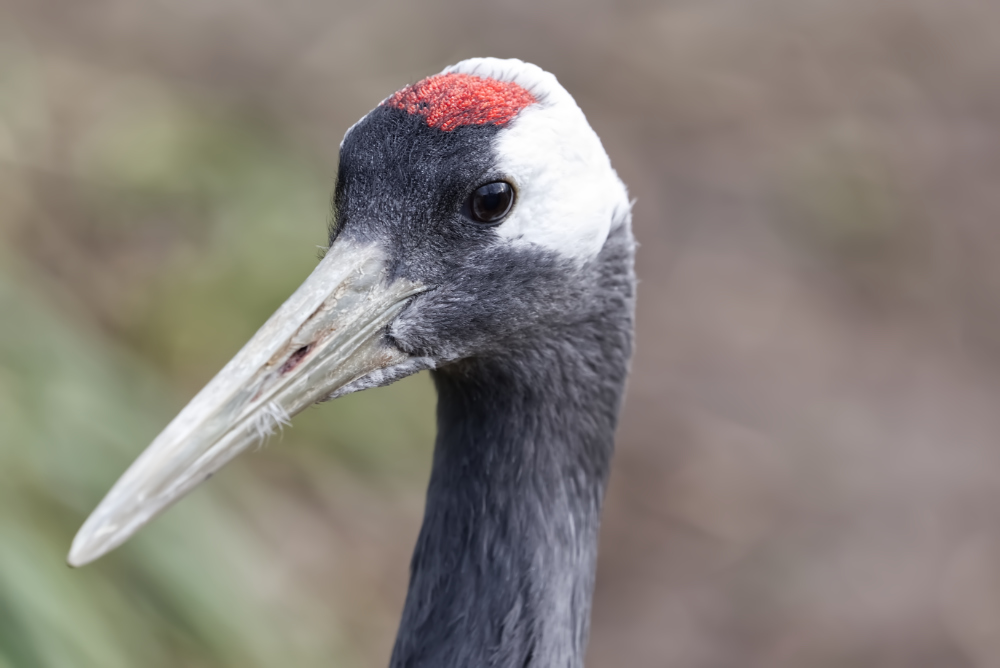 Chinese kraanvogel 