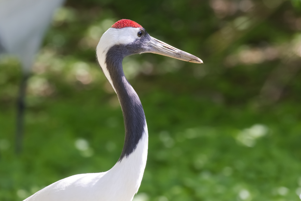 Chinese kraanvogel 