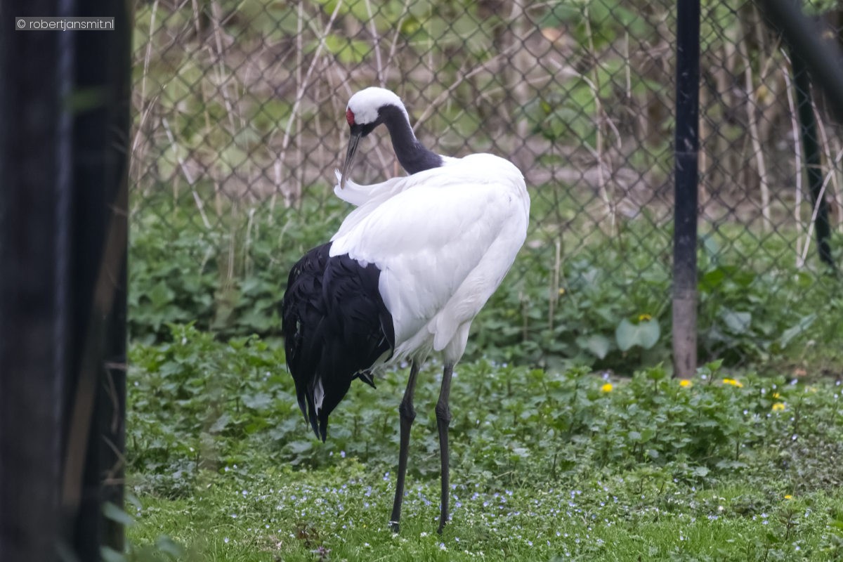 Foto van Chinese kraanvogel (Grus japonensis) in Zoo Krefeld