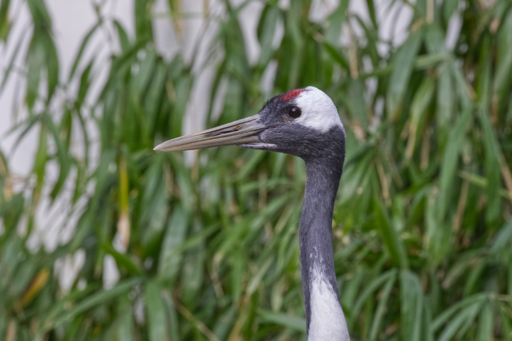 Chinese kraanvogel 