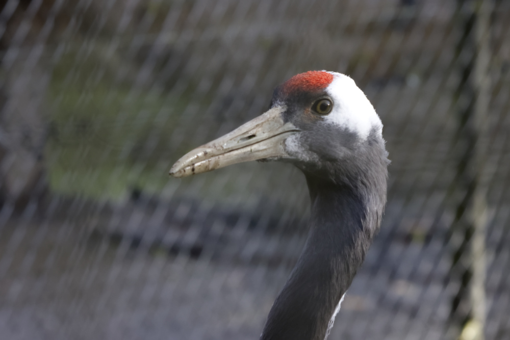 Chinese kraanvogel 