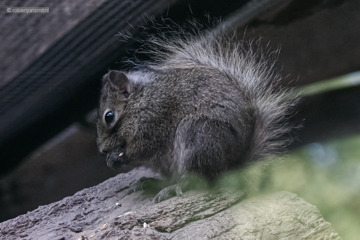 Foto van Chinese rotseekhoorn (Sciurotamias davidianus) in Tierpark Berlin