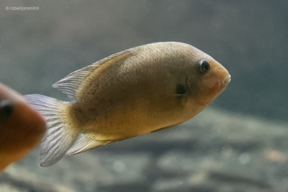Foto van Chocoladecichlide (Hypselecara temporalis) in Artis Amsterdam