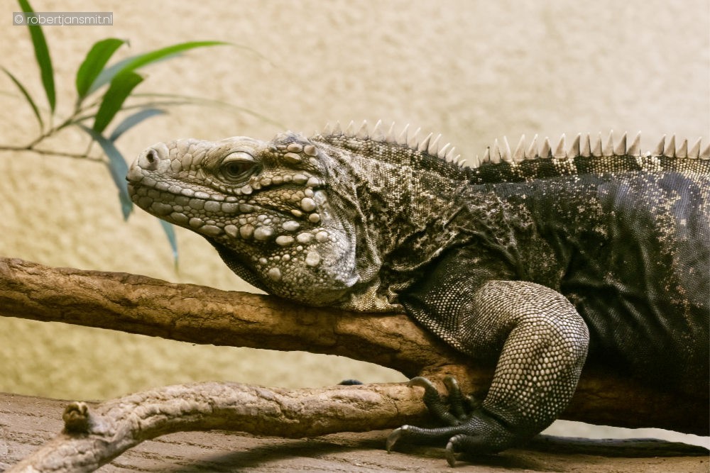 Foto van Cubaanse rotsleguaan (Cyclura nubila) in Zoo Antwerpen België