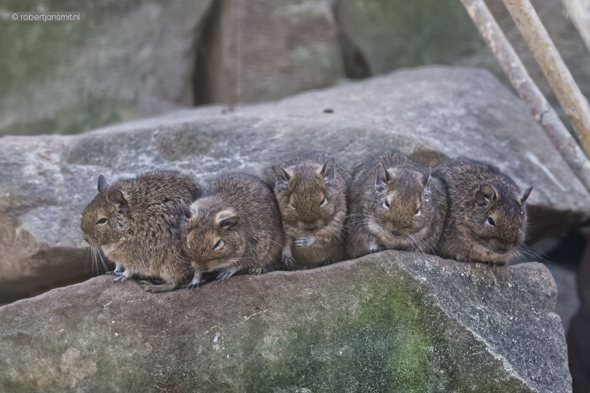 Foto van Degoe (Octodon degus) in Tierpark Berlin