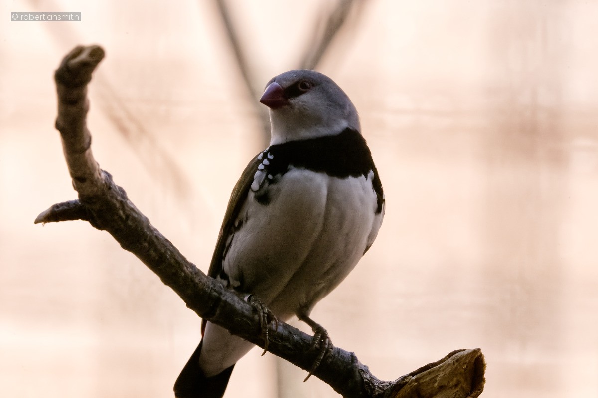 Foto van Diamantastrild (Emblema guttata) in Zoo Berlin