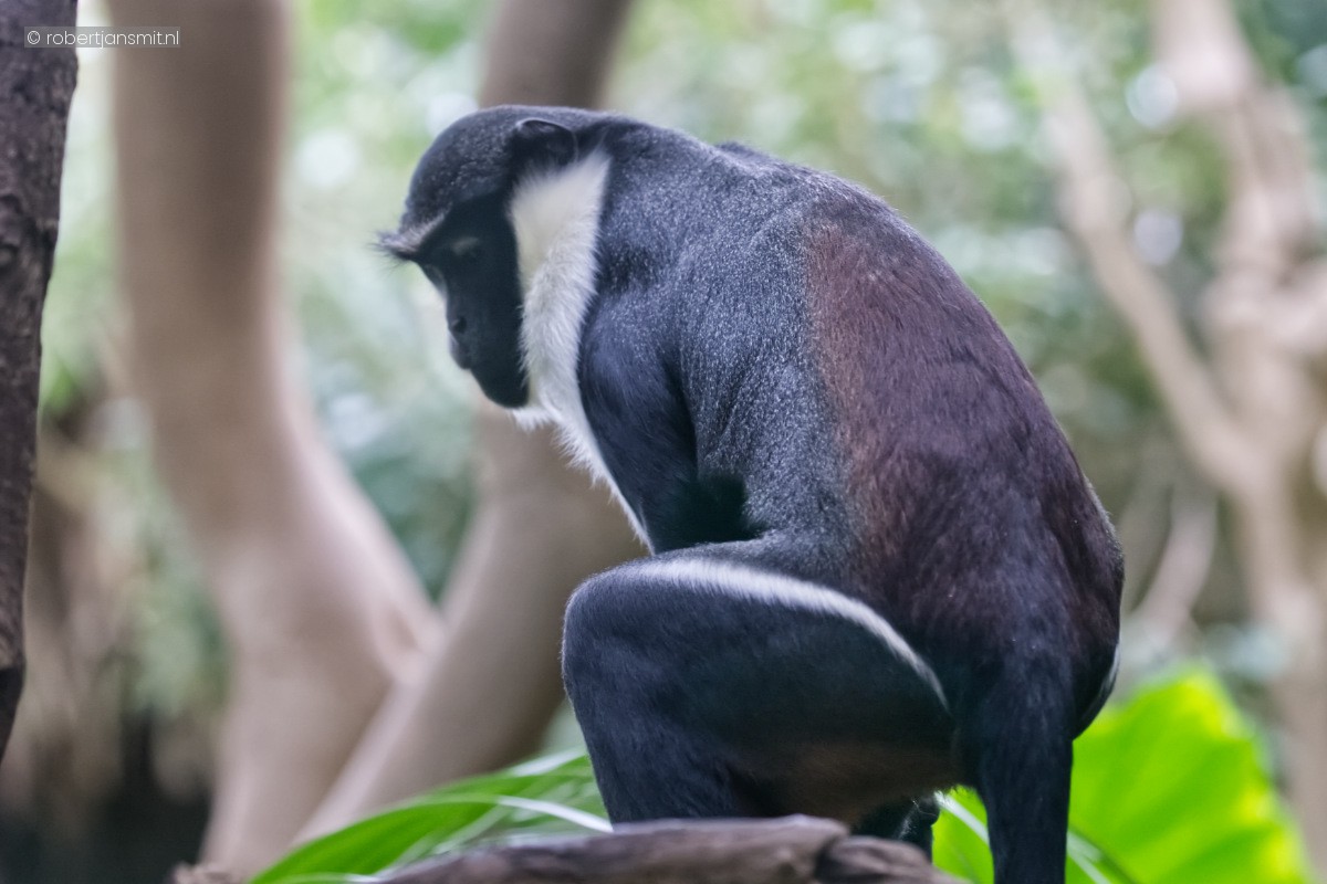 Foto van Dianameerkat (Cercopithecus diana) in Artis Amsterdam
