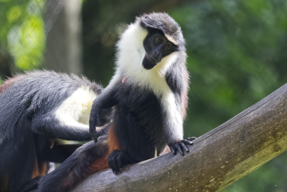 Foto van Dianameerkat (Cercopithecus diana) in Blijdorp Rotterdam
