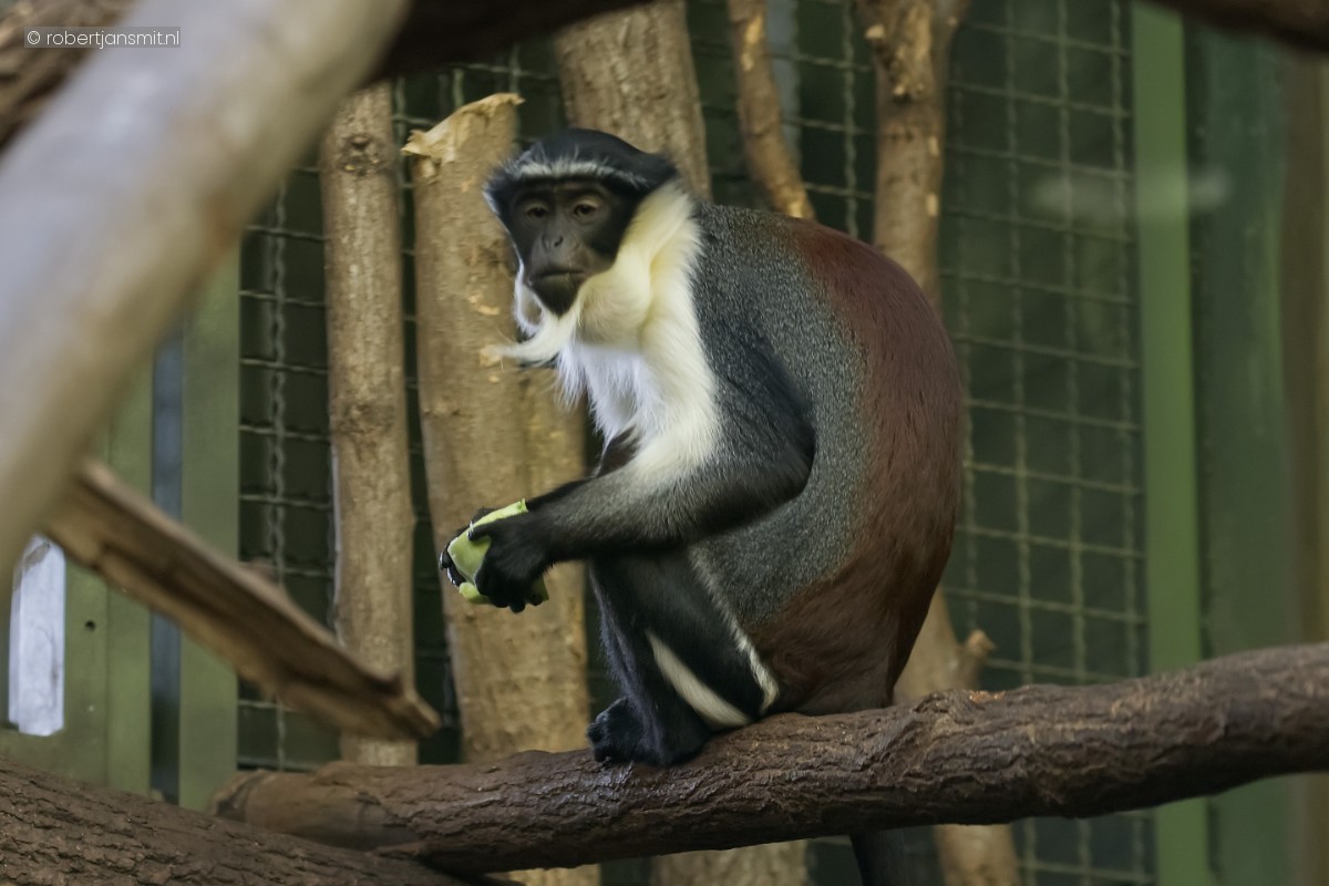 Foto van Dianameerkat (Cercopithecus diana) in Tierpark Berlin