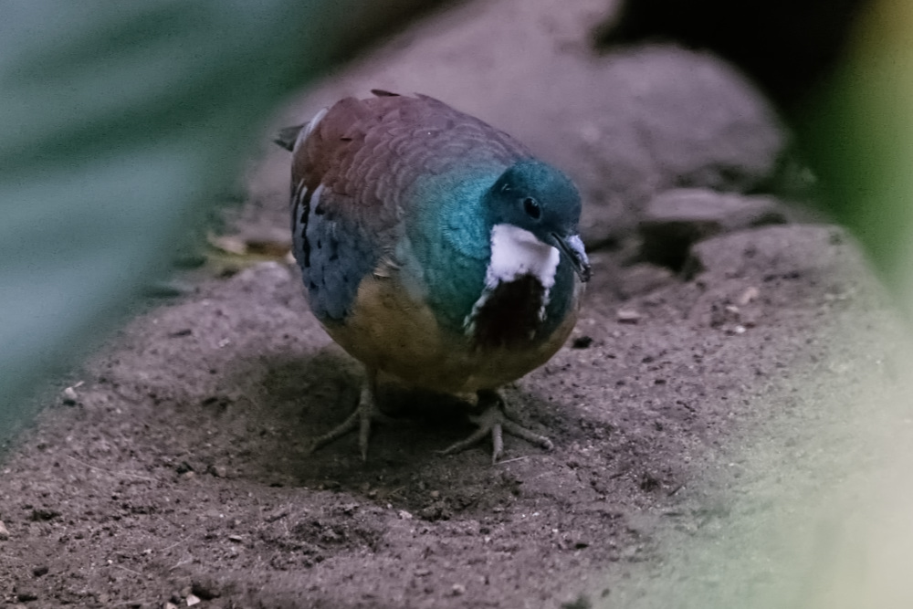 Foto van Dolksteekduif (Gallicolumba luzonica) in Blijdorp Rotterdam