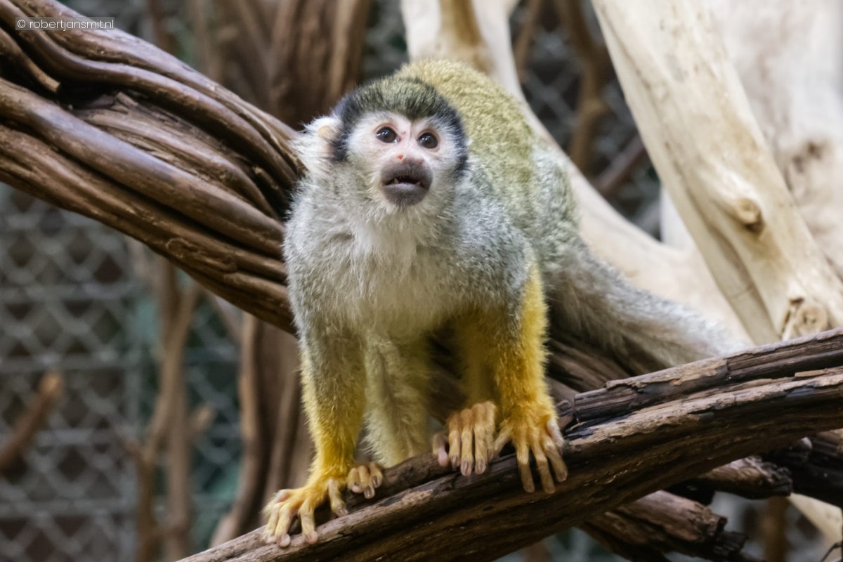 Foto van Peruaanse doodshoofdaapje (Saimiri boliviensis peruviensis) in Zoo Berlin