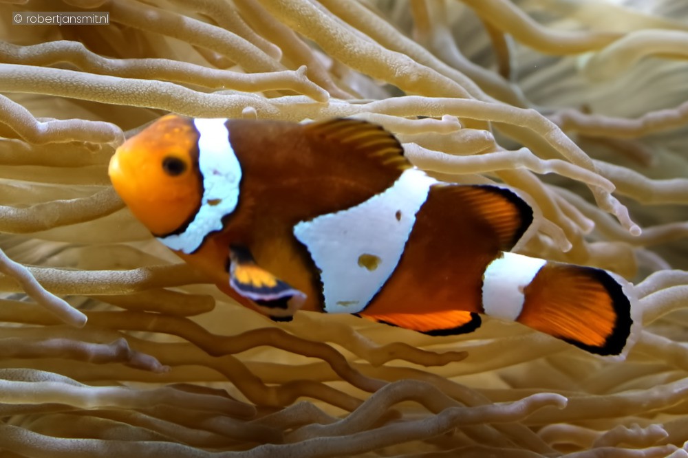 Foto van Driebandanemoonvis (Amphiprion ocellaris) in Ouwehands Dierenpark Rhenen
