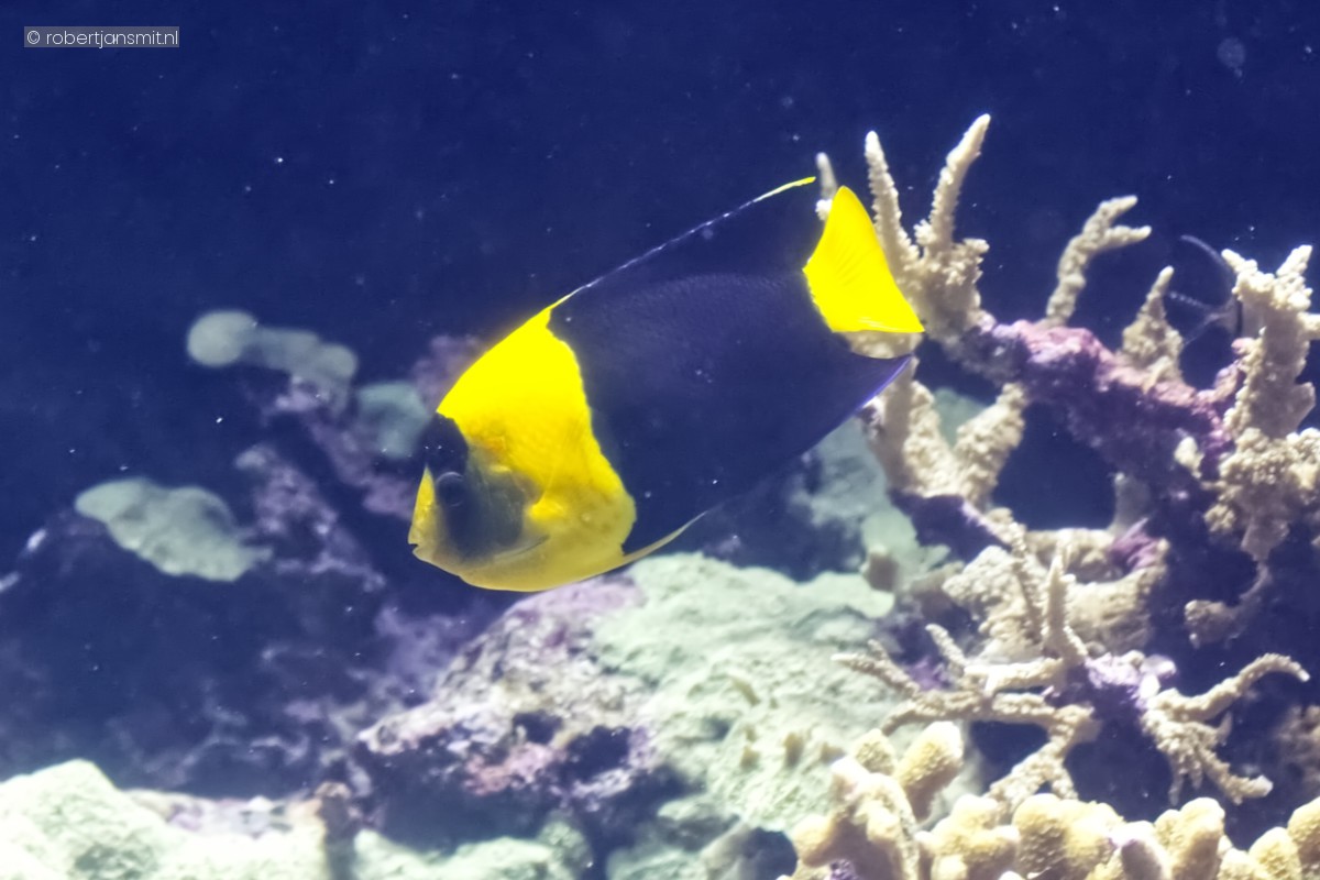 Foto van Driekleuren Keizersvis (Holacanthus tricolor) in Burgers Zoo Arnhem