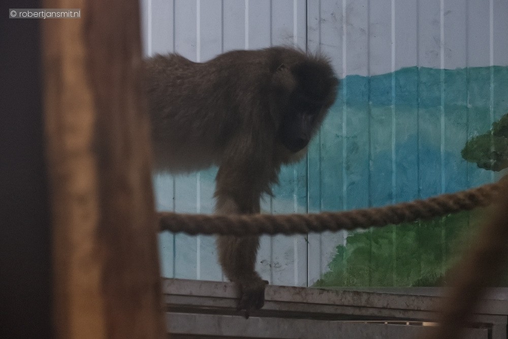 Foto van Dril (Mandrillus leucophaeus) in ZooParc Overloon