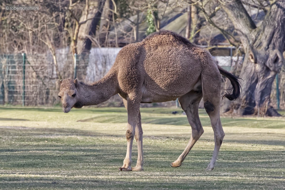Foto van Dromedaris (Camelus dromedarius) in Tierpark Berlin