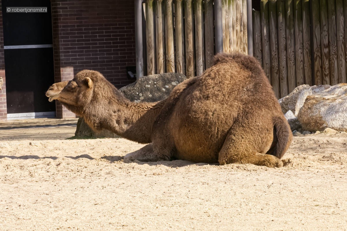 Foto van Dromedaris (Camelus dromedarius) in Zoo Berlin
