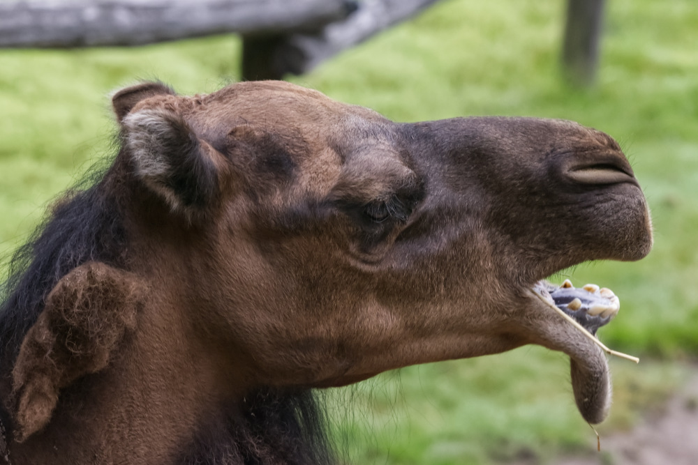 Foto van Dromedaris (Camelus dromedarius) in ZooParc Overloon