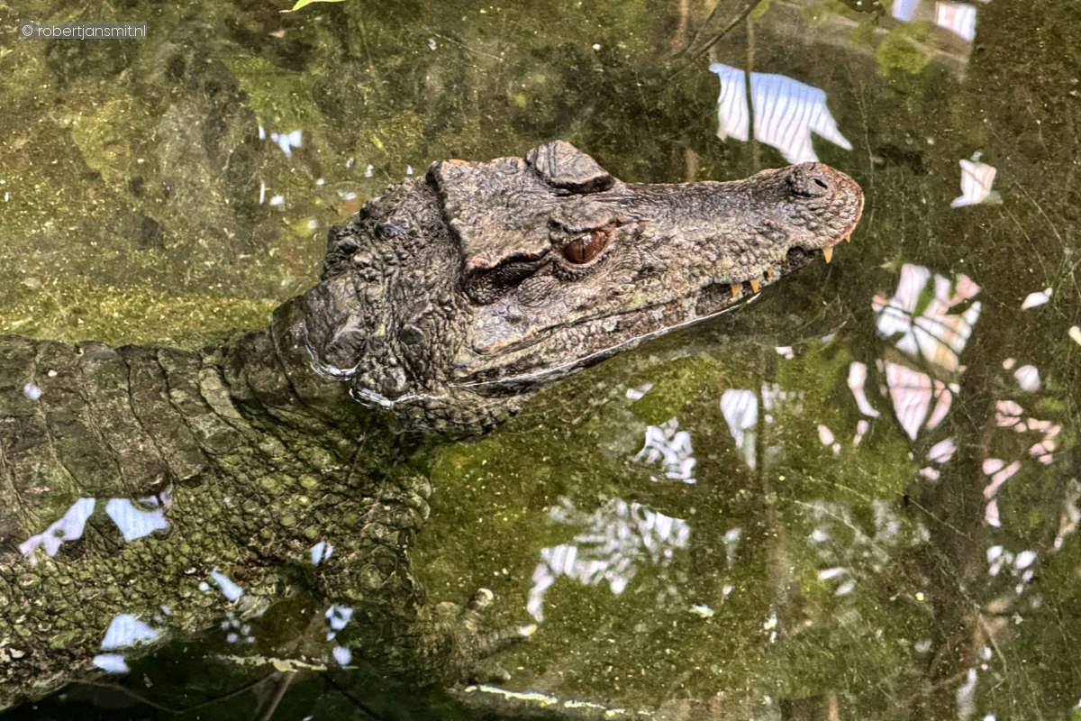 Foto van Dwergkaaiman (Paleosuchus palpebrosus) in Zoo Krefeld