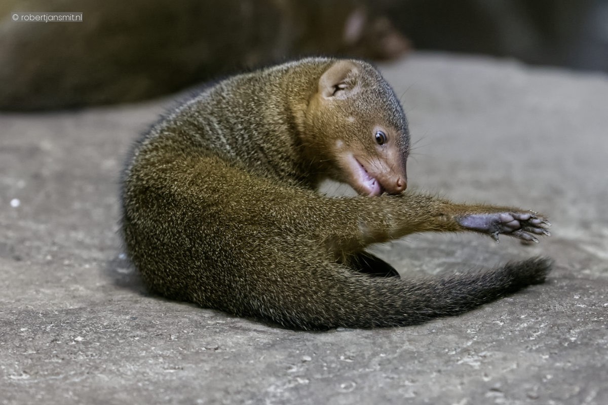 Foto van Dwergmangoest (Helogale parvula) in Zoo Berlin