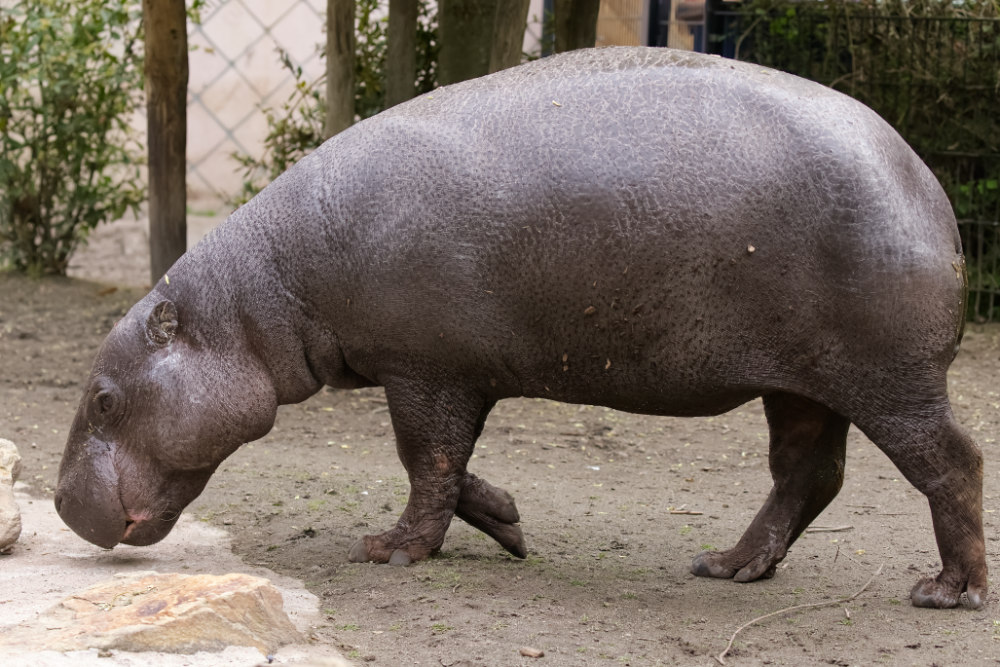Dwergnijlpaard 
