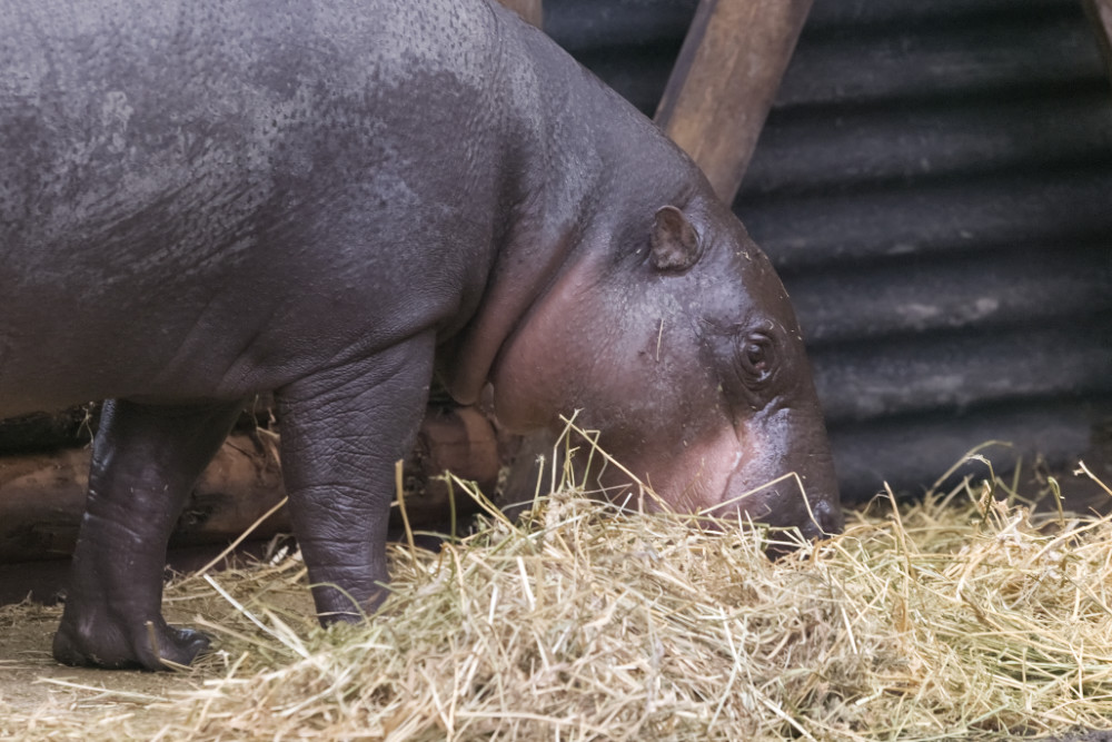 Foto van Dwergnijlpaard (Hexaprotodon liberiensis) in ZooParc Overloon