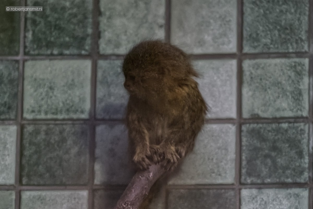 Foto van Dwergoeistiti (Cebuella pygmaea) in Zoo Berlin