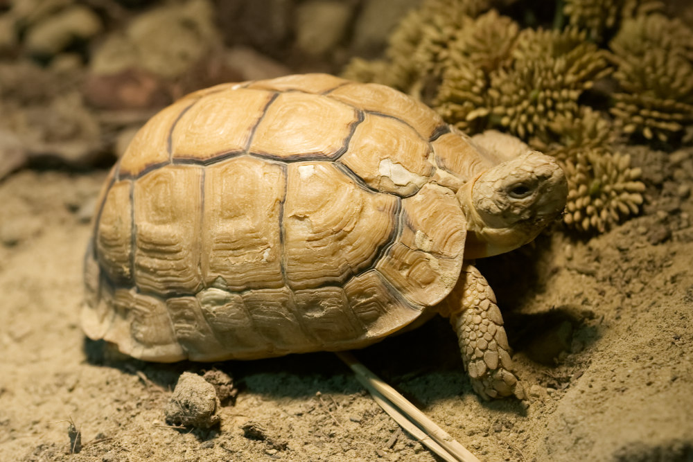 Eg. landschildpad 