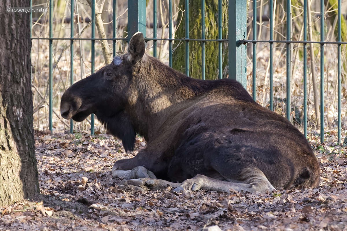 Foto van Eland (Alces alces) in Tierpark Berlin