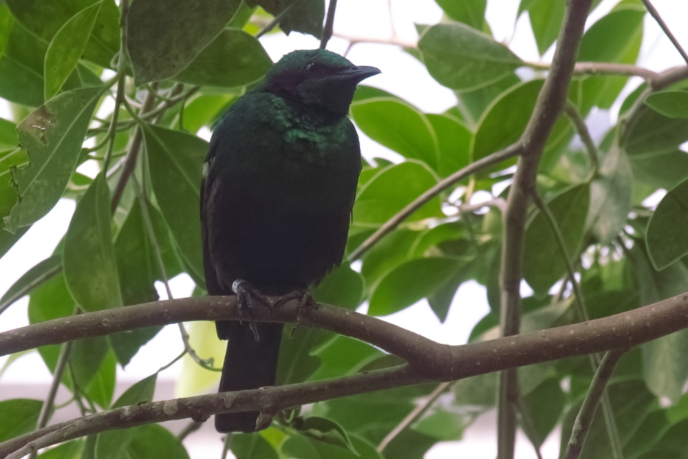 Emeraldspreeuw 