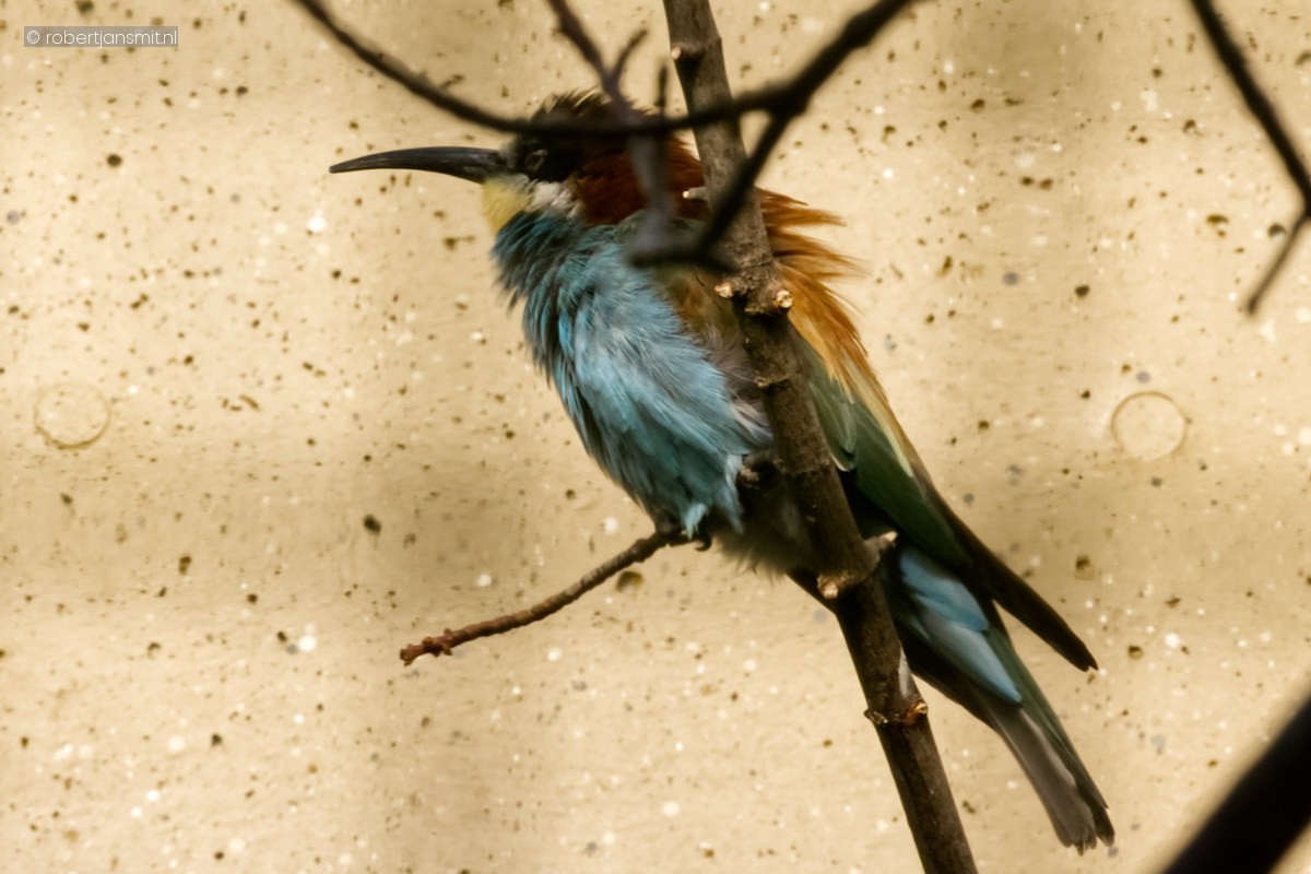 Foto van Bijeneter (Merops apiaster) in Zoo Berlin