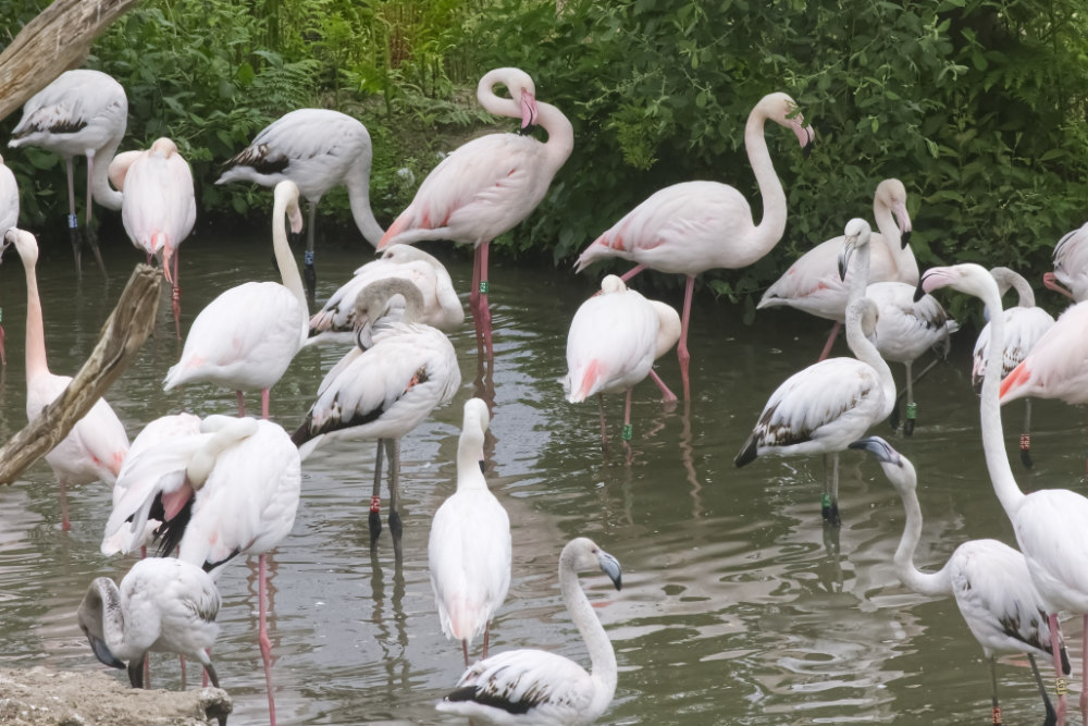Europese flamingo 