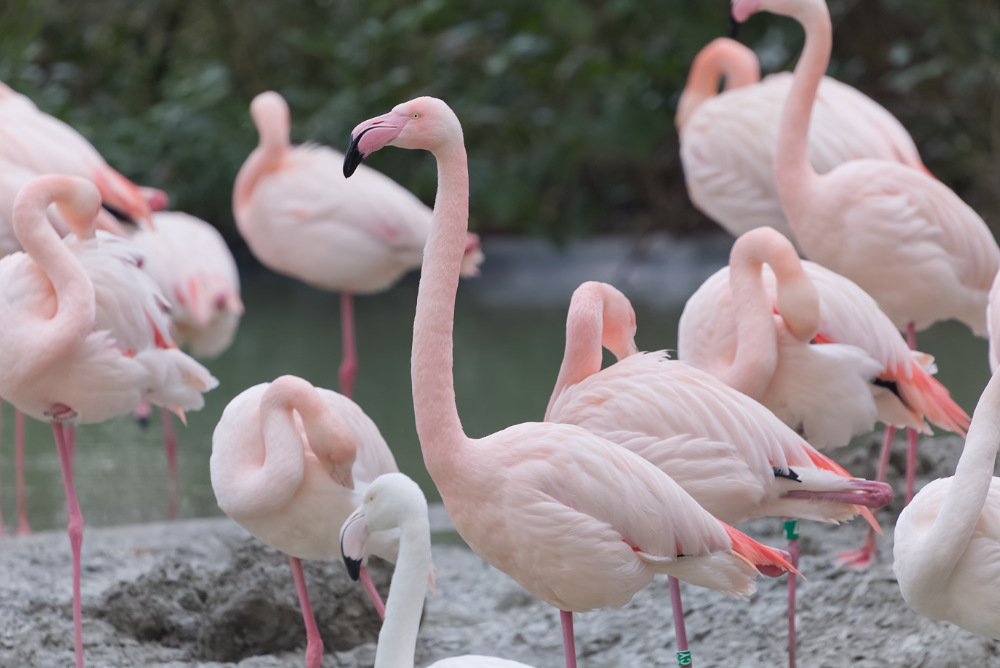 Europese flamingo 