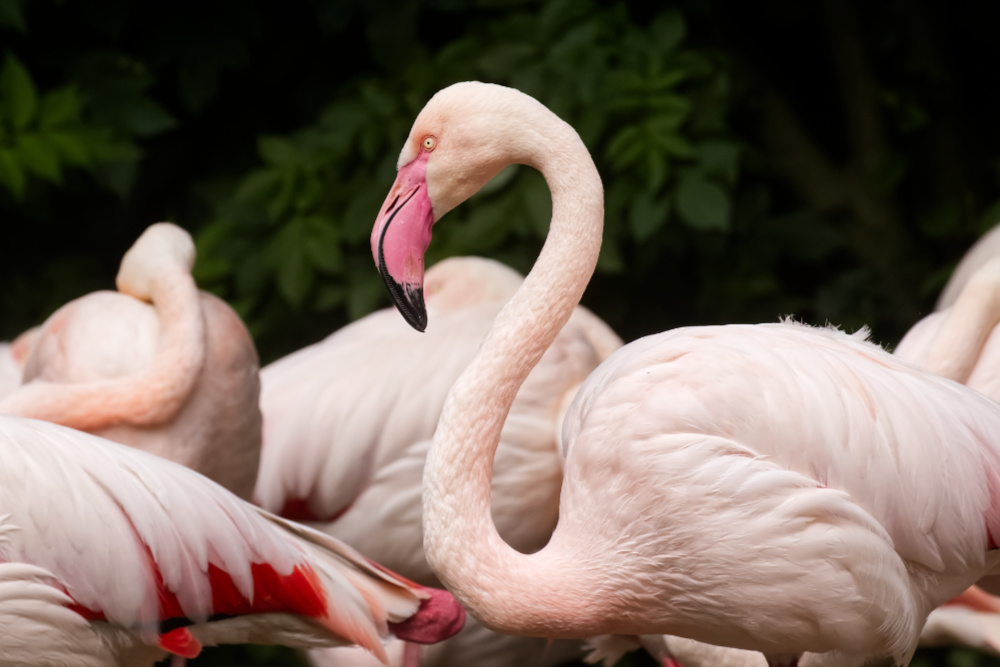 Europese flamingo 