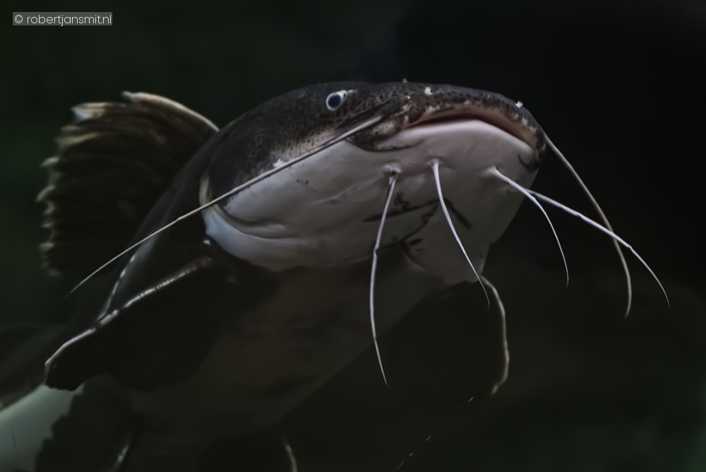 Foto van Europese meerval (Silurus glanis) in Zoo Duisburg Duitsland