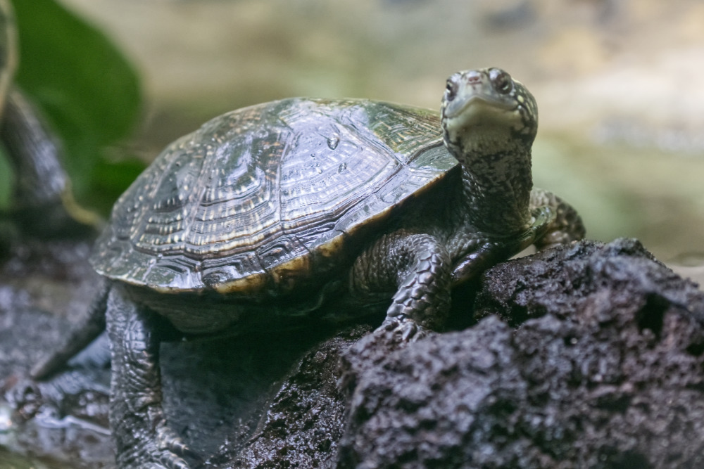 Eu. moerasschildpad 