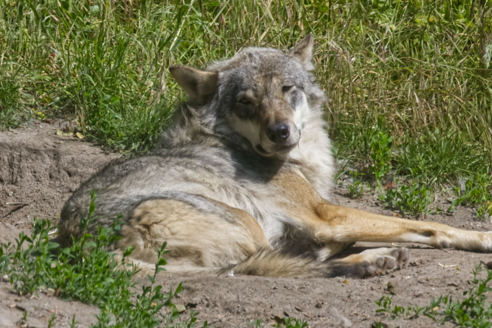 Europese Wolf 