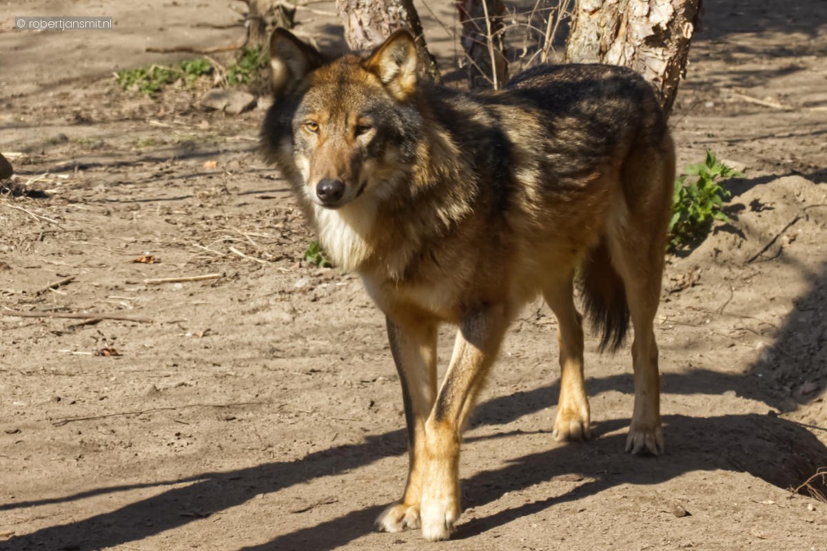 Foto van Europese Wolf (Canis lupus lupus) in Zoo Berlin
