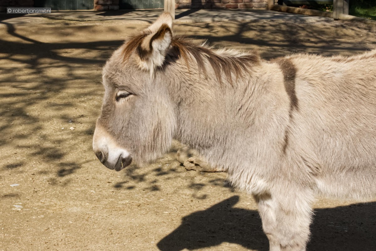 Foto van Ezel (Equus africanus asinus) in Zoo Krefeld