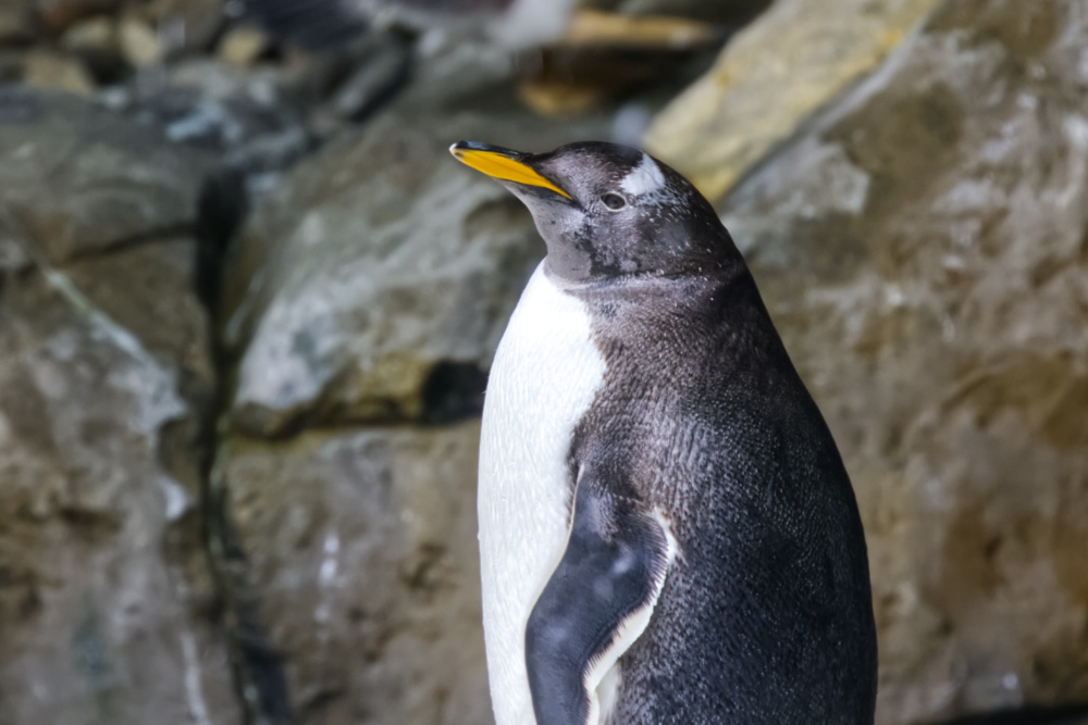 Foto van Ezelspinguïn (Pygoscelis papua) in Pairi Daiza België