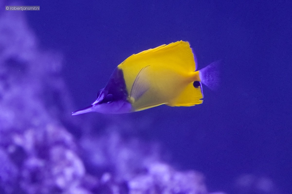 Foto van Forcipiger wanai (Chaetodontidae) in Blijdorp Rotterdam