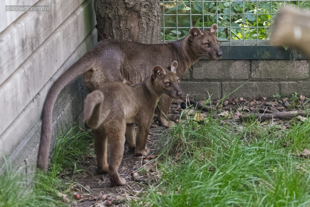 Foto van Fossa (Cryptoprocta ferox) in Best Zoo, Best
