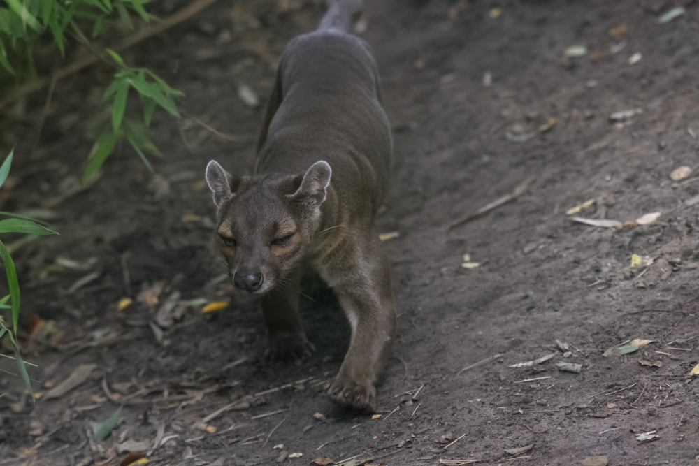 Foto van Fretkat (Cryptoprocta ferox) in ZooParc Overloon
