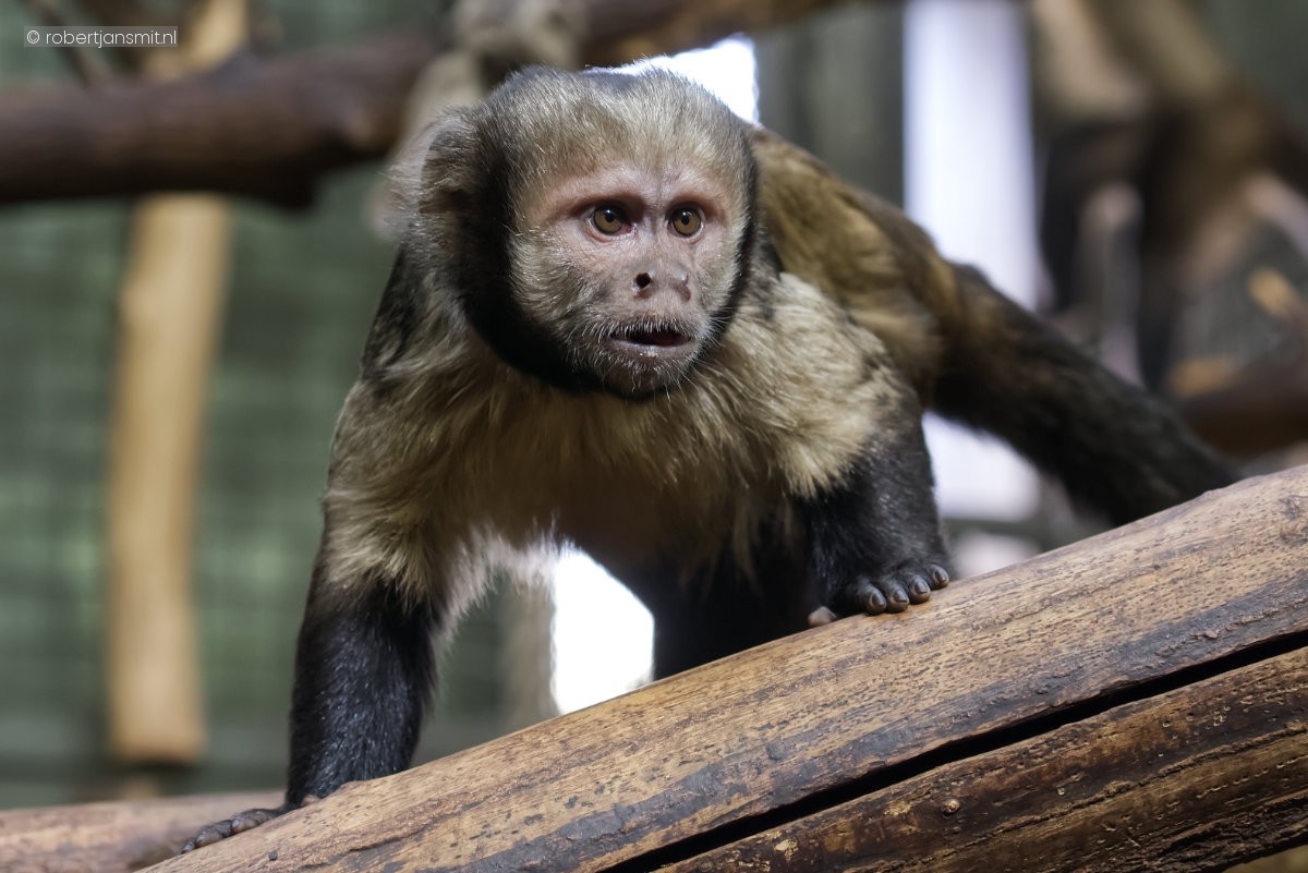 Foto van Geelborstkapucijnaap (Sapajus xanthosternos) in Tierpark Berlin
